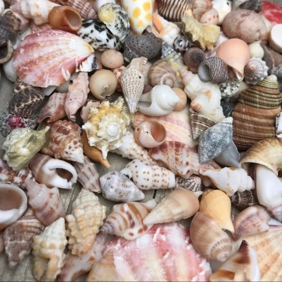 100 Real Seashells Mixed Grab Bag Lot for diy nautical decor or crafting - Picture 9 of 13